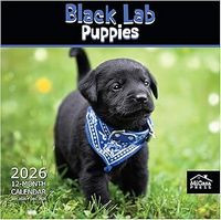 Black Lab Puppies 2026 Calendar