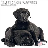 Black Lab Puppies 2026 Calendar