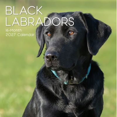 Black Labs 2027 Wall Calendar