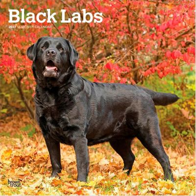 Black Labrador Retriever 2027 Wall Calendar