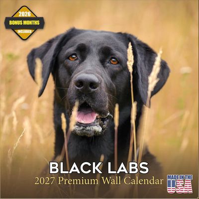 Black Labrador Retriever 2027 Wall Calendar