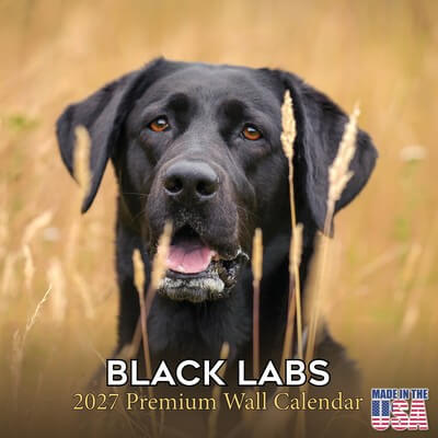 Black Labs 2027 Wall Calendar