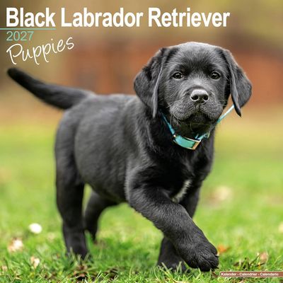 Black Lab Puppies 2027 Calendar