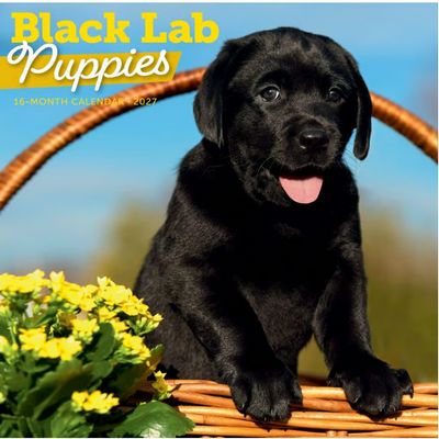 Black Lab Puppies 2027 Calendar