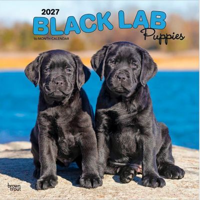 Black Lab Retriever Puppies 2027 Calendar