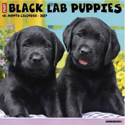 Just Black Lab Puppies 2027 Calendar