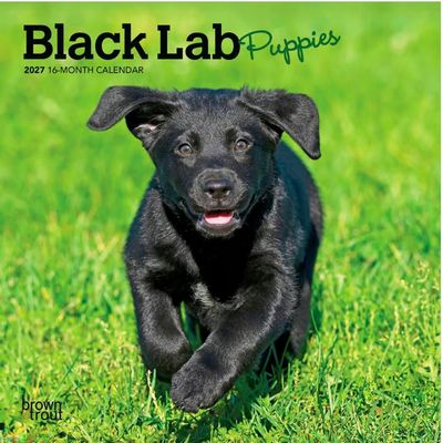 Black Lab Puppies 2027 Mini Wall Calendar