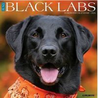 Black Lab 2026 Calendar