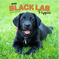 Black Lab Puppies 2026 Calendar