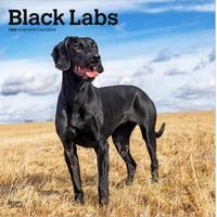 Black Labs 2026 Wall Calendar