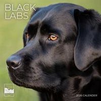 Black Labs 2026 Wall Calendar