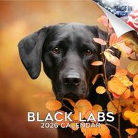 Black Labrador Retriever 2026 Wall Calendar