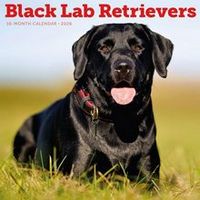 Black Lab Retrievers 2026 Calendar