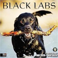 Black Labradors 2026 Wall Calendar