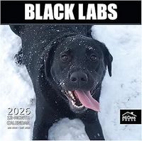 Black Labradors 2026 Wall Calendar