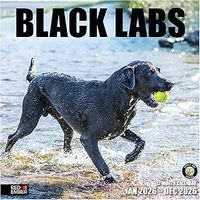 Black Labradors 2026 Wall Calendar