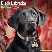 Black Labradors 2026 Wall Calendar