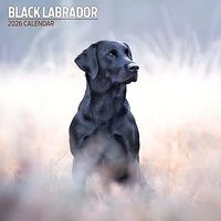 Black Labradors 2026 Wall Calendar