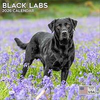 Black Labradors 2026 Wall Calendar