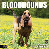 Bloodhounds 2026 Wall Calendar