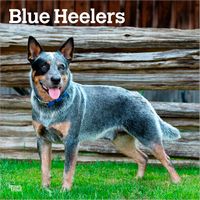 Blue Heelers 2026 Calendar