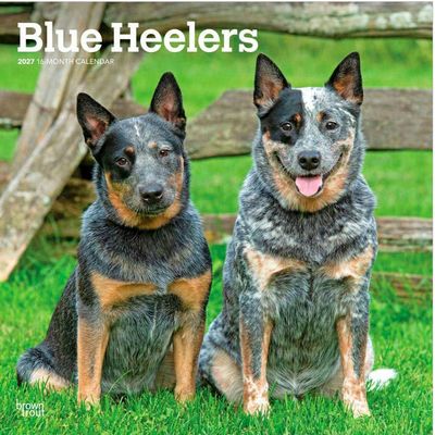 Blue Heelers 2027 Calendar