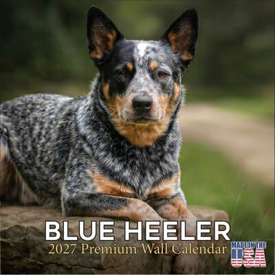 Blue Heelers 2027 Calendar