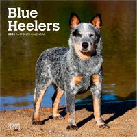 Blue Heelers 2026 Calendar
