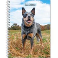 Blue Heelers 2026 Calendar