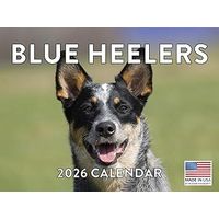Blue Heelers 2026 Calendar