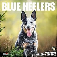 Blue Heelers 2026 Calendar