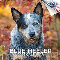 Blue Heelers 2026 Calendar