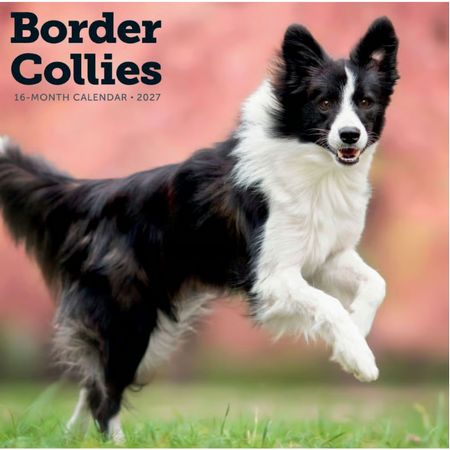Border Collies 2027 Wall Calendar