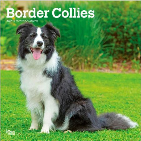 Border Collies 2027 Wall Calendar