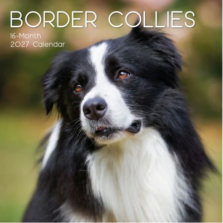 Border Collies 2027 Wall Calendar