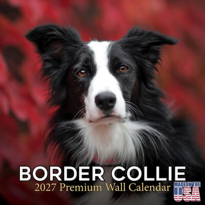 Border Collies 2027 Wall Calendar
