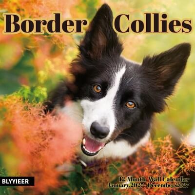 Border Collies 2027 Wall Calendar