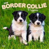 Border Collie Puppies 2026 Calendar