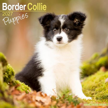 Border Collie Puppies 2027 Wall Calendar