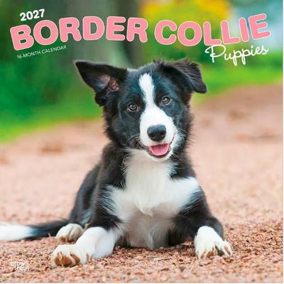 Border Collie Puppies 2027 Wall Calendar