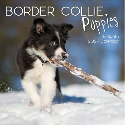 Border Collie Puppies 2027 Wall Calendar