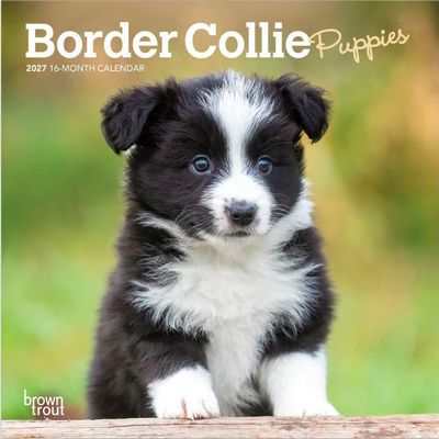 Border Collie Puppies 2027 Mini Wall Calendar