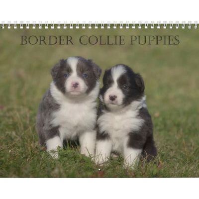 Border Collie Puppies Calendar