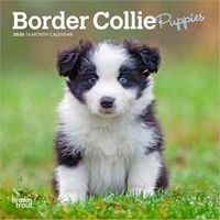 Border Collie Puppies 2026 Calendar