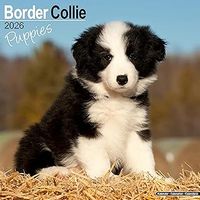 Border Collie Puppies 2026 Calendar