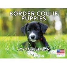 Border Collie Puppies 2026 Calendar