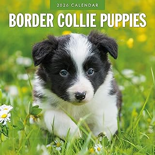 Border Collie Puppies 2026 Calendar