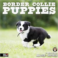 Border Collie Puppies 2026 Calendar