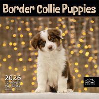 Border Collie Puppies 2026 Calendar