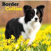 Border Collies 2026 Calendar